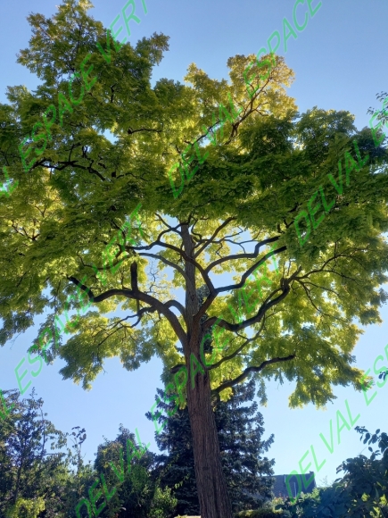 Cliquez pour voir plus de la gamme |Elagage Elagage